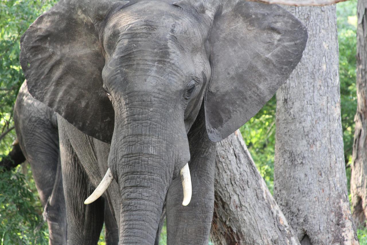 Gwango Elephant Lodge Dete Kültér fotó